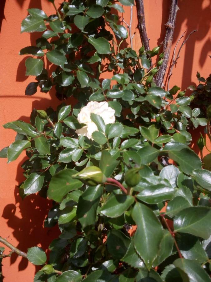 B&B Antica Corte Lombarda Mortara Bagian luar foto